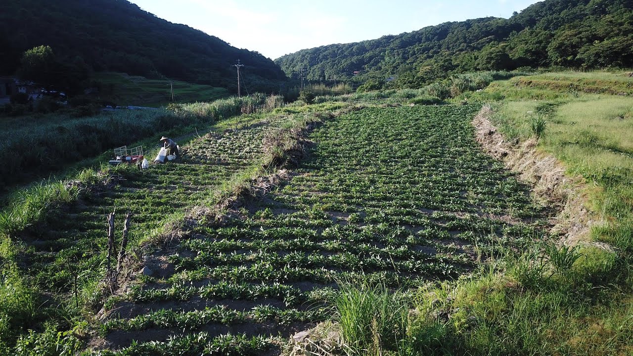 出磺口農場地瓜種植影片