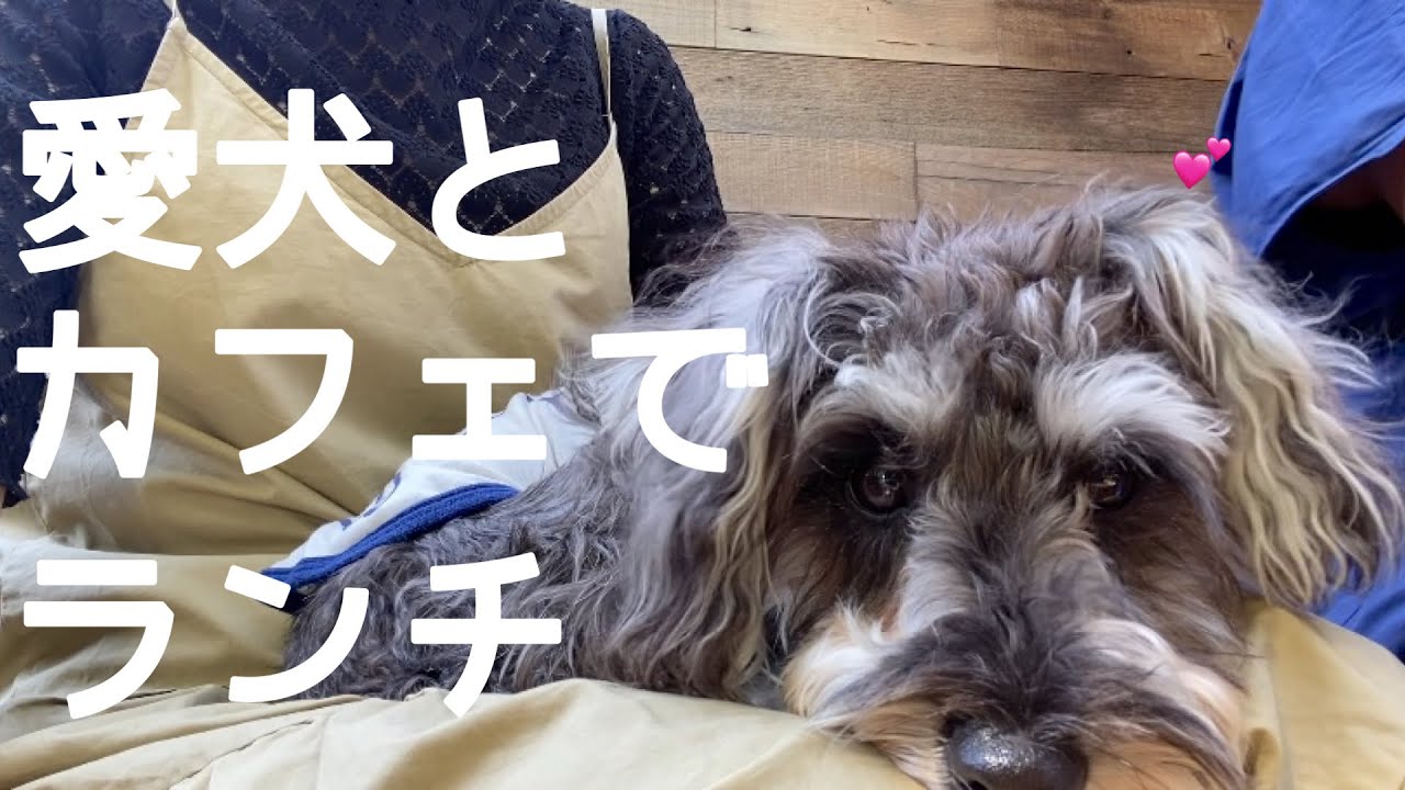 【シュナウザー】愛犬と一緒にドッグカフェのテラスでランチしたら幸せ爆発vlog😮‍💨💓