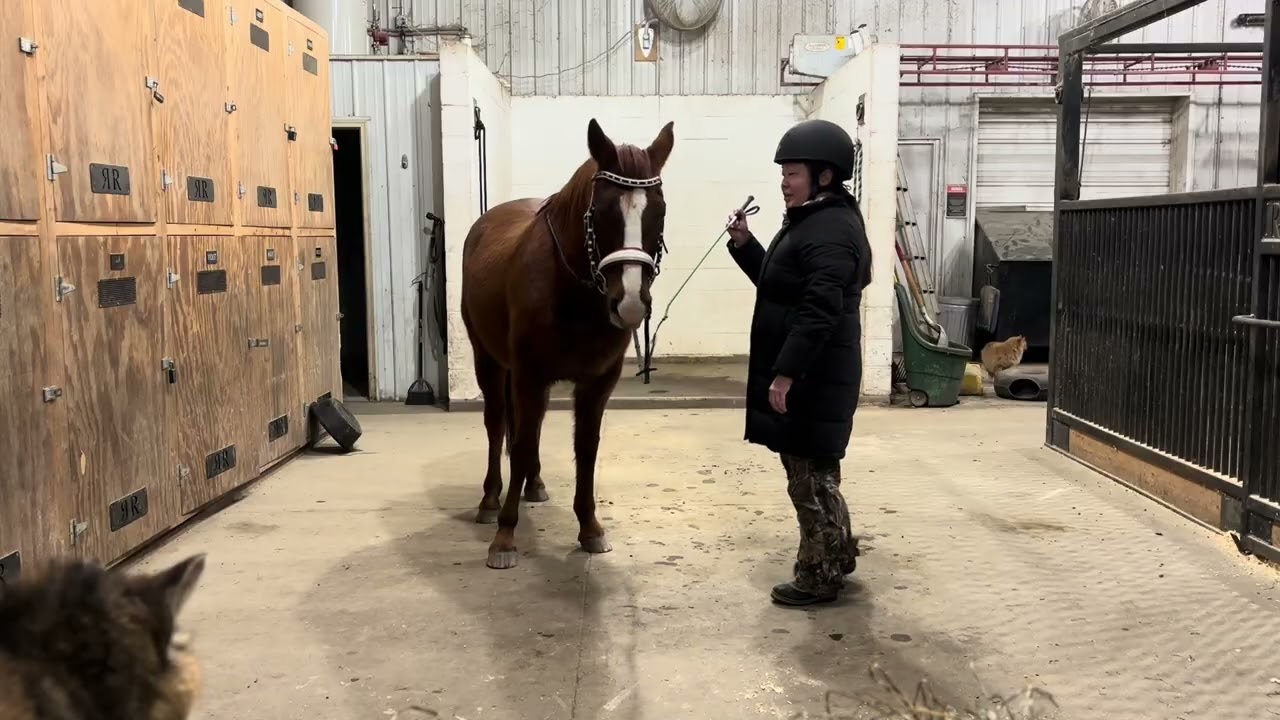 2026.01.27 Bridled Groundwork Baseline