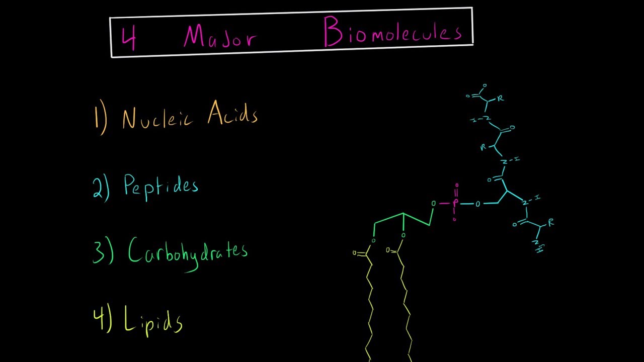 4 основных типа биомолекул MCAT Biochemistry (нуклеиновые кислоты, пептиды, углеводы, липиды)