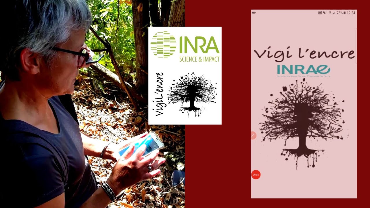 Le châtaigner et la maladie de l'encre