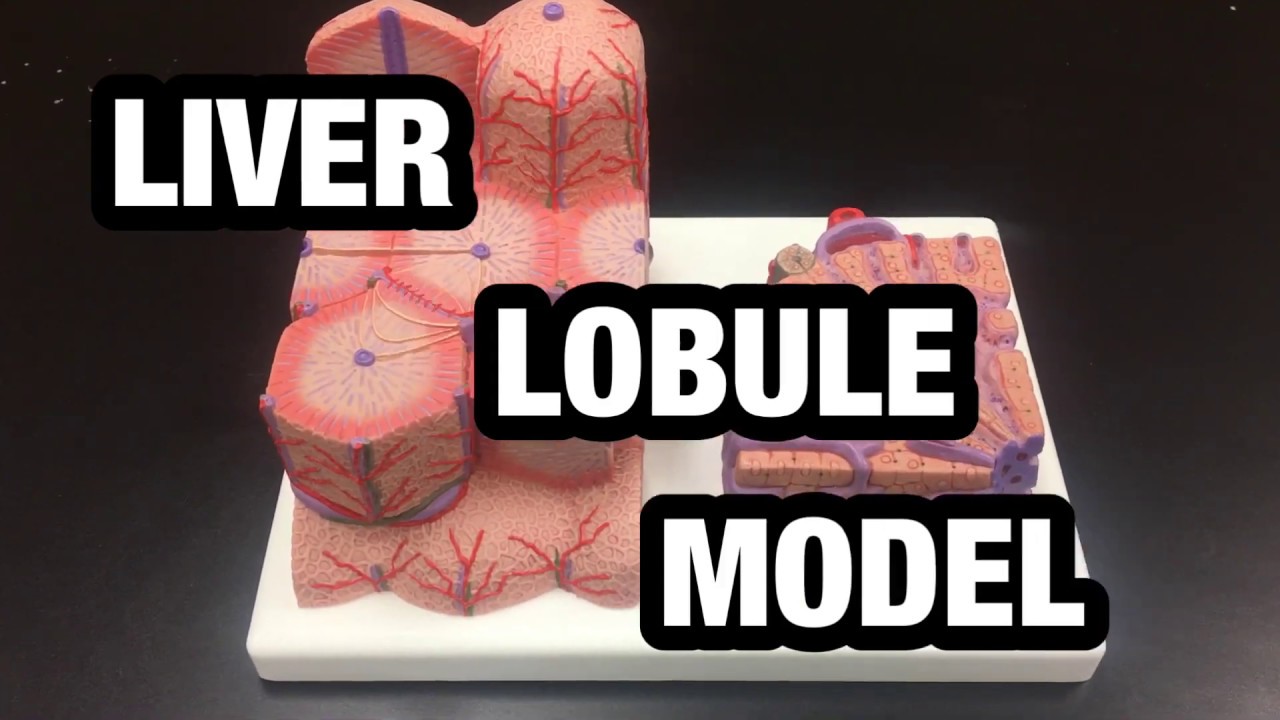 What&rsquo;s a liver lobule? - Ohio University - Anatomy & Physiology - BIOS 1310