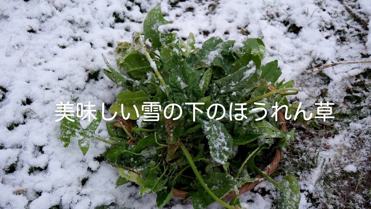 田舎暮らしvlog｜極寒ならではの美味しい野菜｜最高のあんバタートースト｜超簡単アップルパイ｜自給生活｜古民家田舎暮らし｜＃24
