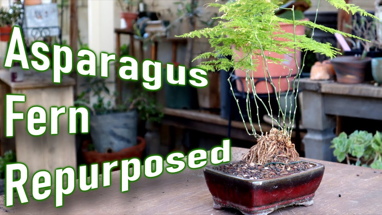 Asparagus Fern Bonsai? | Poor Man's Bonsai