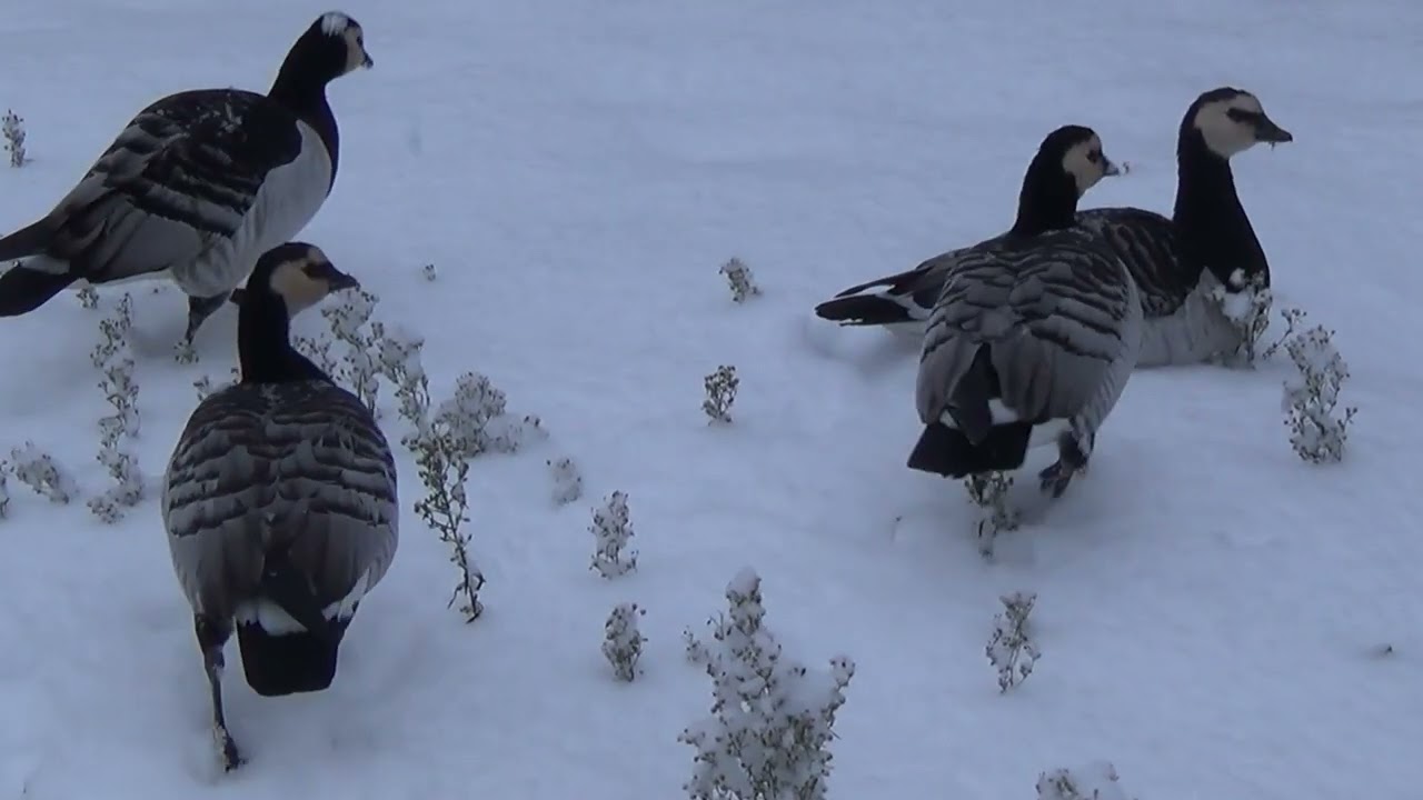 gęsi bernikle i kaczki kazarki na śniegu,Barnacle Goose, Ruddy Shelduck on snow