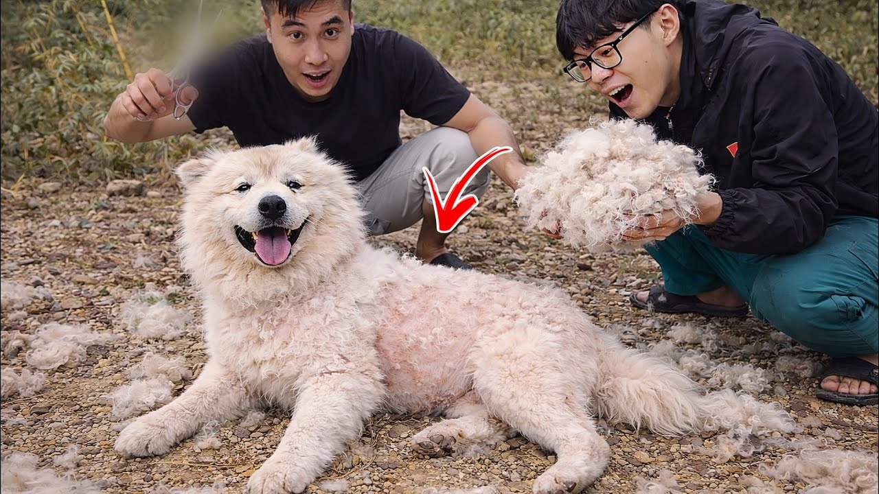 Tôi Hoảng Hốt Khi Chó Trắng Nhiễm Skinwalker Bị Dương KC Troll C.ắt Trụi Lông Và Cái Kết 