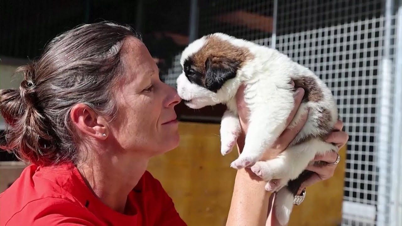 St. Bernard Dogs Get New Job