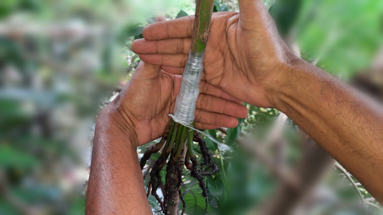 multi root stocks grafting on  mango tree/आम पर बहु तना कलम कैसे करे