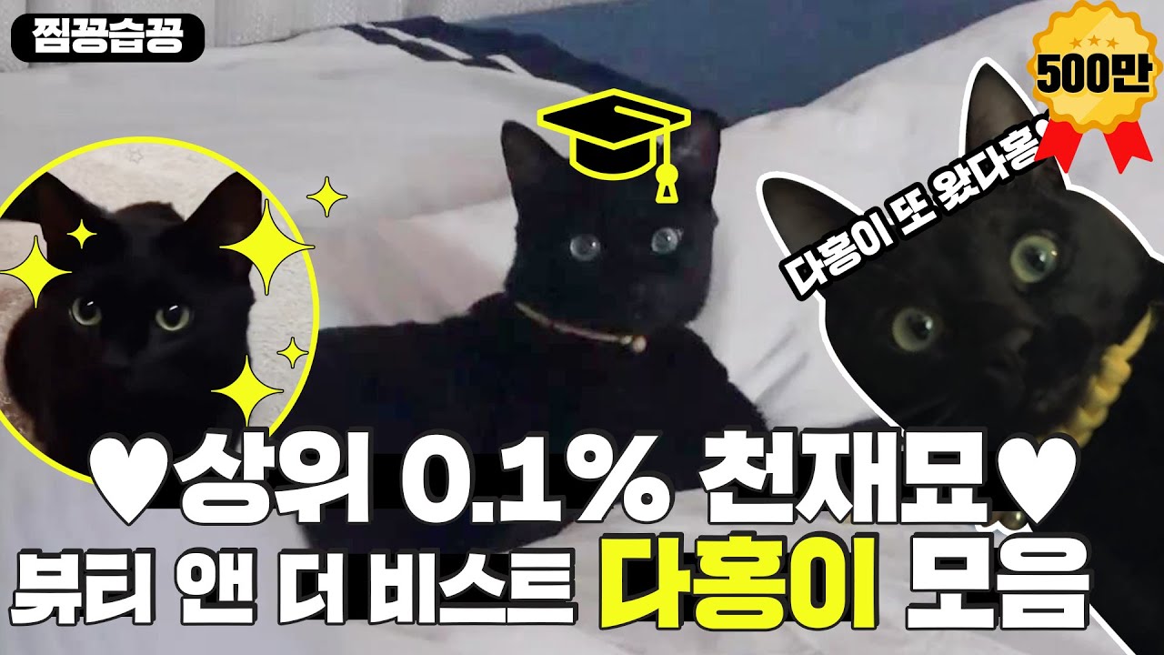 [찜꽁습꽁] 상위 0.1% 천재 고양이 💖다홍이💖 모음! 세상에 다홍이 하버드 가야 할 것 같아요. (진심)ㅣ뷰티 앤 더 비스트 (beast)ㅣSBS ENTER.