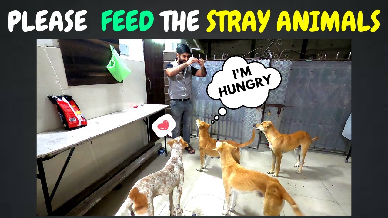 India has a Big Stray Dogs Problem | My Reply = Everyone Deserves Food & Love 💖