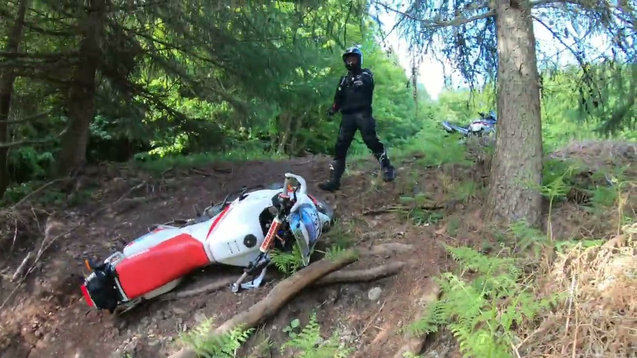 Super Tenere and Elefant in the woods