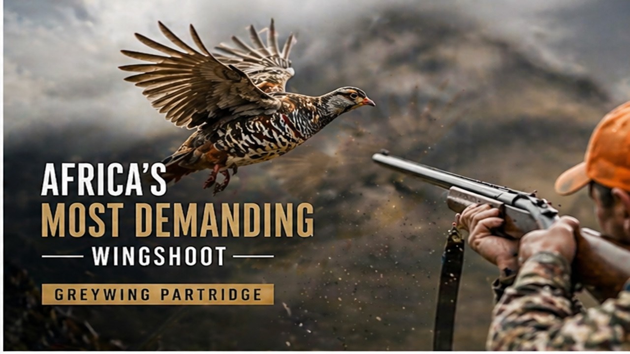 Greywing Partridge Hunting in South Africa Over Pointers | صيد الحجل في جنوب أفريقيا