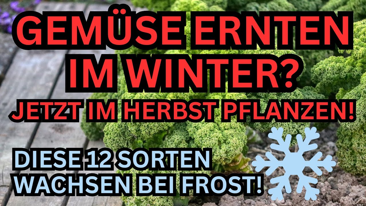 Wintergem&uuml;se anbauen:  Diese 12 Sorten wachsen drau&szlig;en &ndash; trotz Frost!