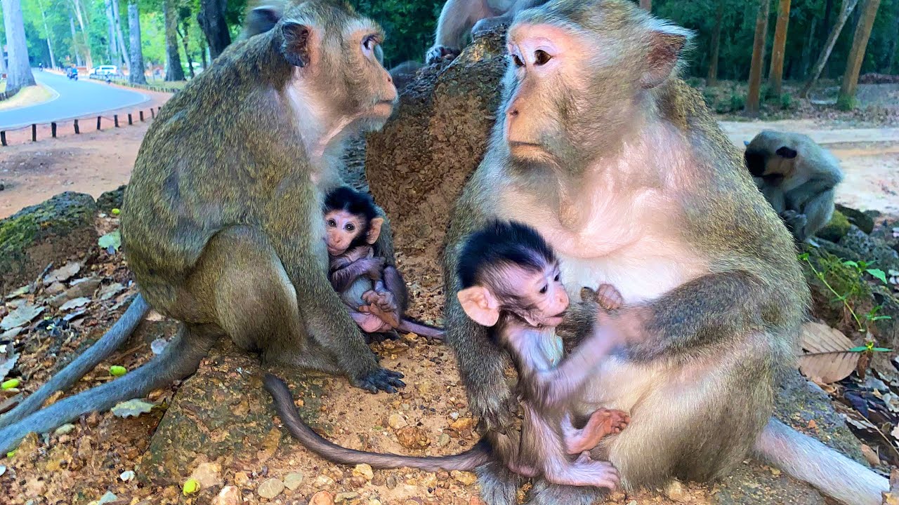 #babymonkeybobby 