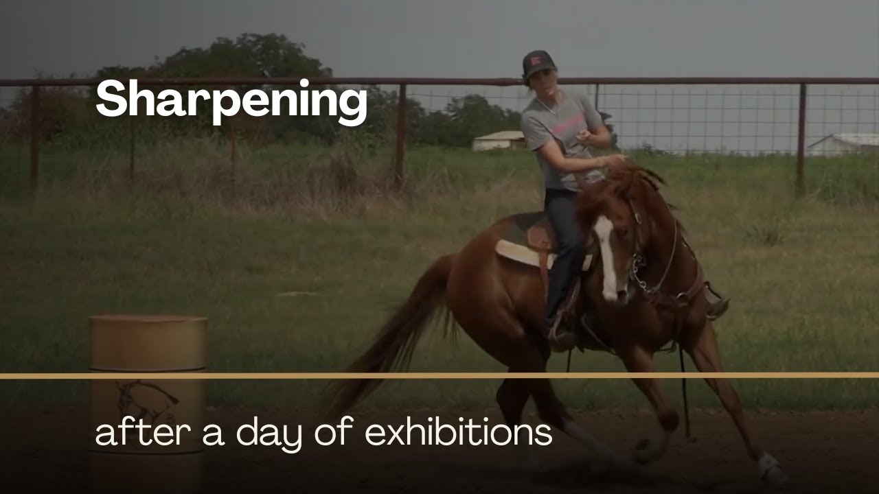 Sharpening Smurf after Hauling for Exhibitions with Ceri Ward on Between The Reins