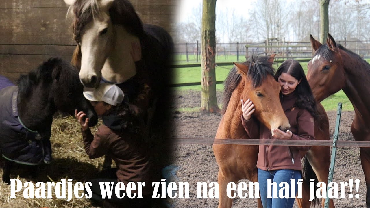 Weer THUIS! Paardjes weer zien! |PaintedPony