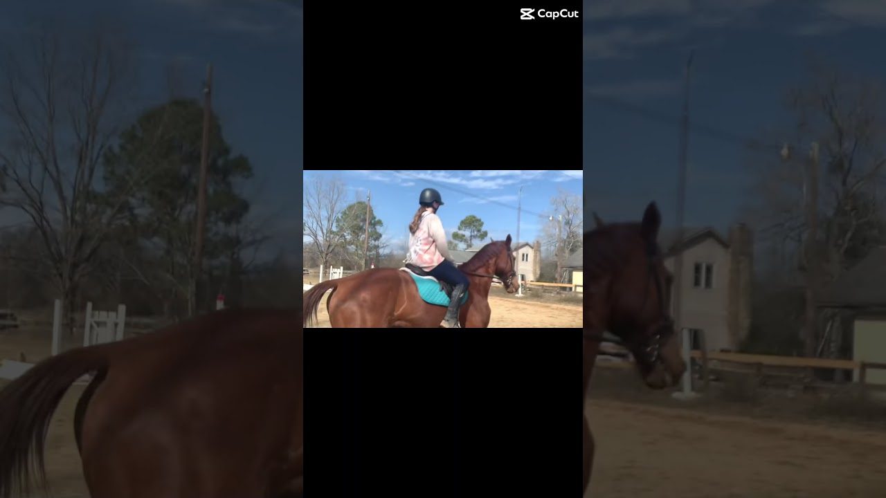 This walk ￼to Canter was perfect￼! #charlesowes #devoucoux #equestrian #shorts #horse