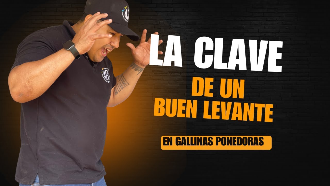 Así logran el ÉXITO los expertos en LEVANTE de GALLINAS PONEDORAS