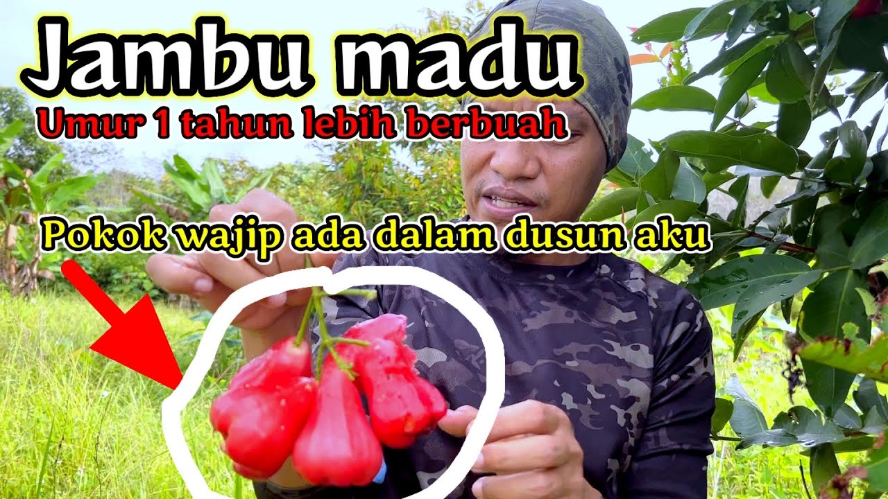 Jambu madu super manis.. tak sampai 2 tahun dah berbuah..