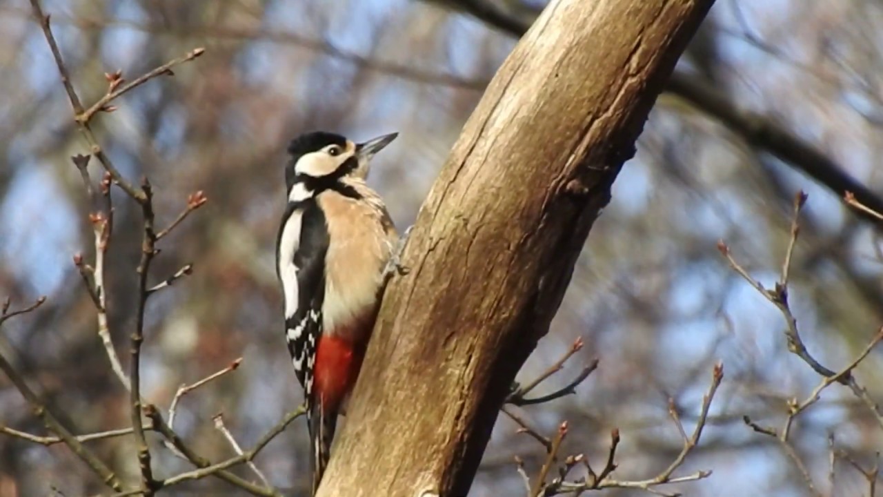 De grote bonte specht: zo zien ze er uit en dit geluid maken ze (Greater Spotted Woodpecker)
