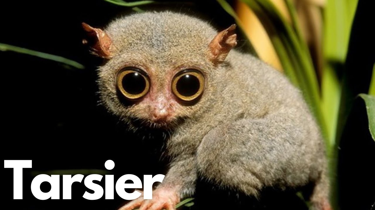 The Enigmatic World of Tarsiers: Nature's Tiny Marvels