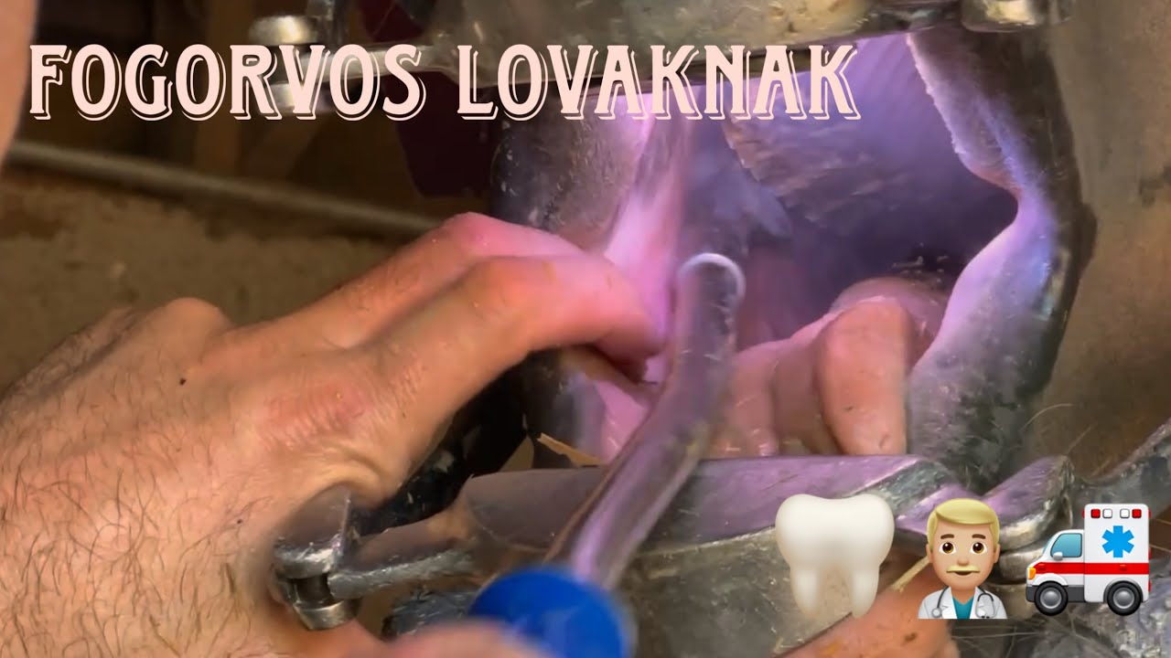 FOGORVOS lovaknak - érdekességek a lovak fogairól