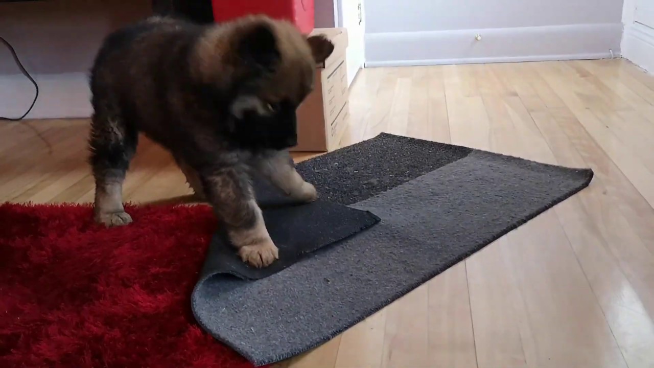 Life with a Puppy - Rocket Eurasier