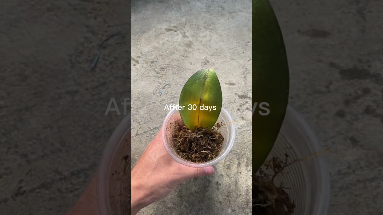 Propagate orchid leaves with aloe vera #shorts
