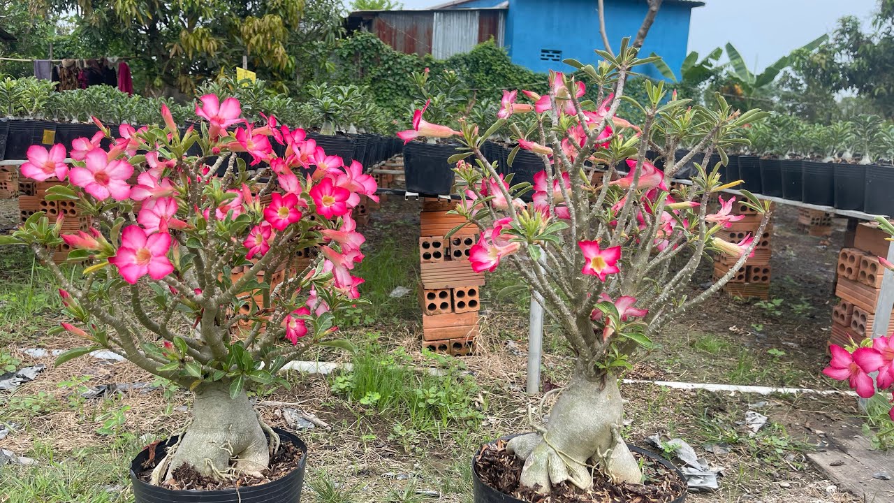 Lô sứ nguyên thủy thân gai ngày 26-2 lh0939708835(Zalo)