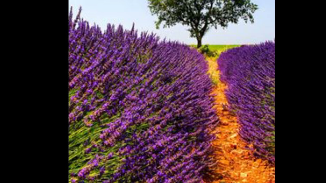 وسواس النية كذبة كبيرة افترتها الأفكار