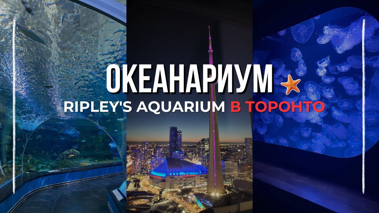 ОКЕАНАРИУМ 🇨🇦 RIPLEY’S AQUARIUM В ТОРОНТО: ЦЕНЫ, ВПЕЧАТЛЕНИЯ, СТОИТ ЛИ ПОСЕТИТЬ?