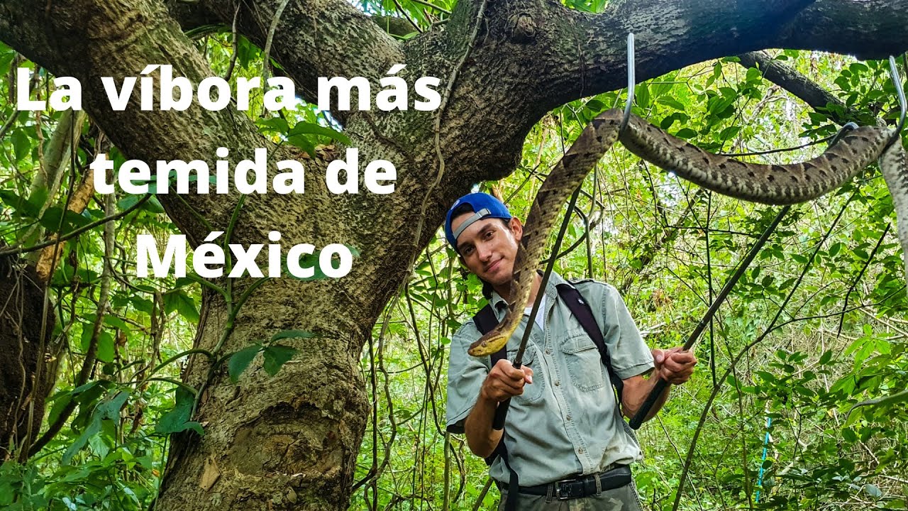 La serpiente mas temida de México | Conoce a la nauyaca real | Central American Lancehead