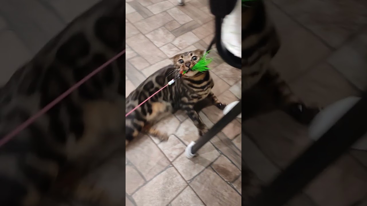Бенгал тащит добычу / Bengal drags prey
