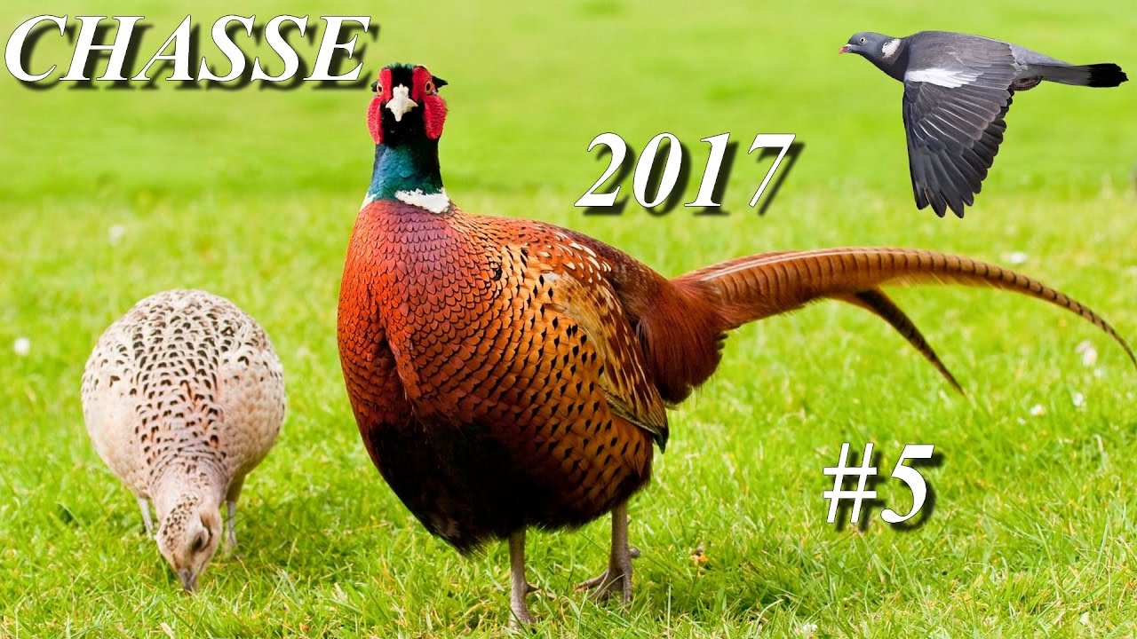 CHASSE AUX PETITS GIBIERS 2017 #5 FAISANS ET PALOMBE AU CALIBRE 410 MAGNUM