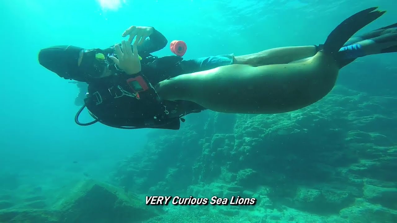 Sea of Cortez Diving 2025