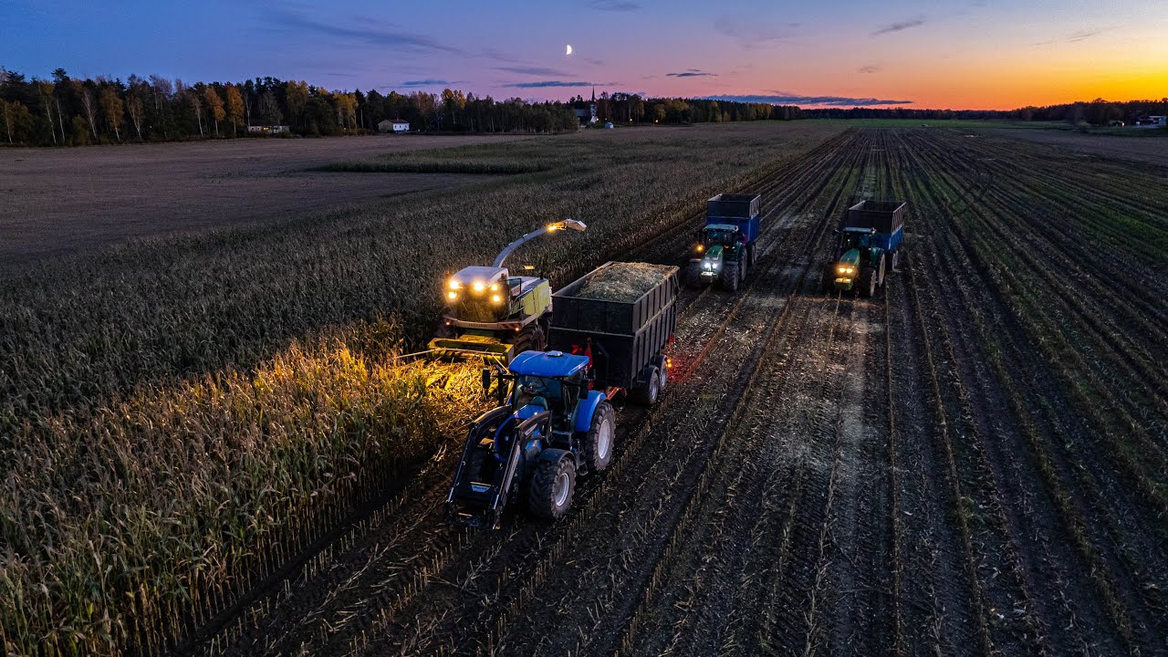 MAIZE SILAGE 2021