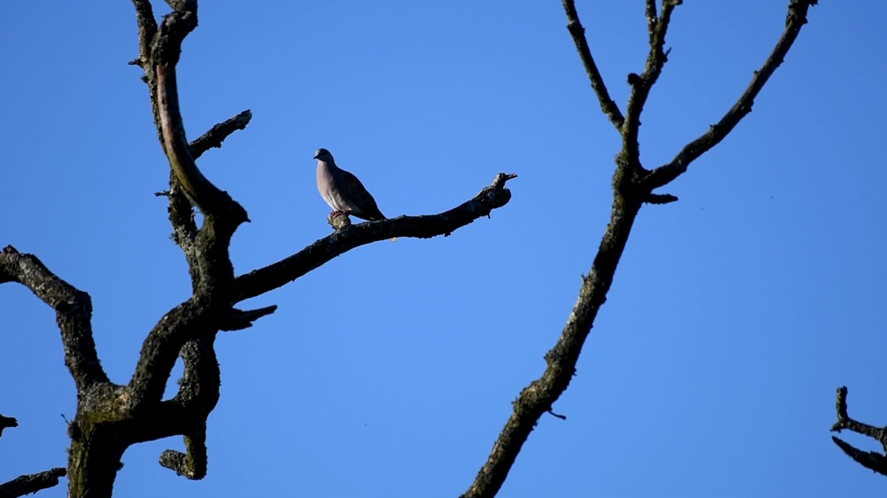 Turtle doves over Hammer pond
