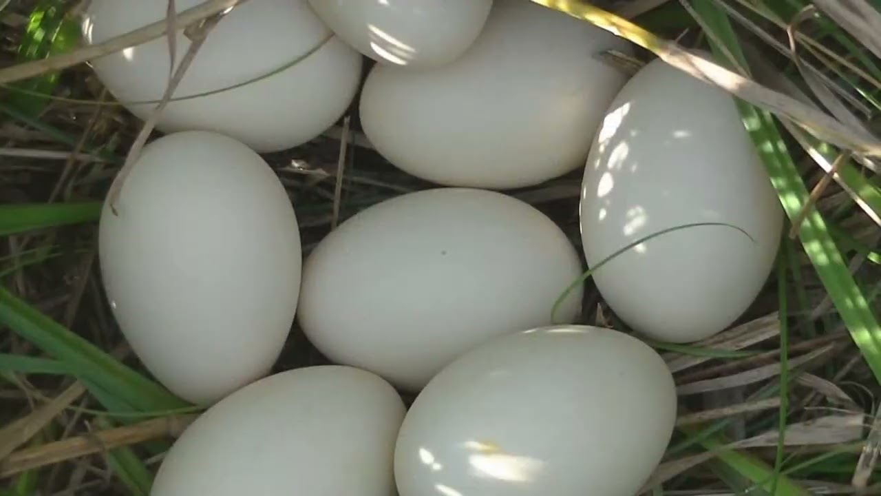 La vida de algunos patos Santa Fe Argentina 2026