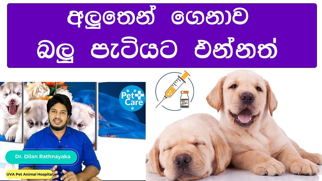 අලුත ගෙනා බලු පැටියට එන්නත් Best way to vaccinate your puppy