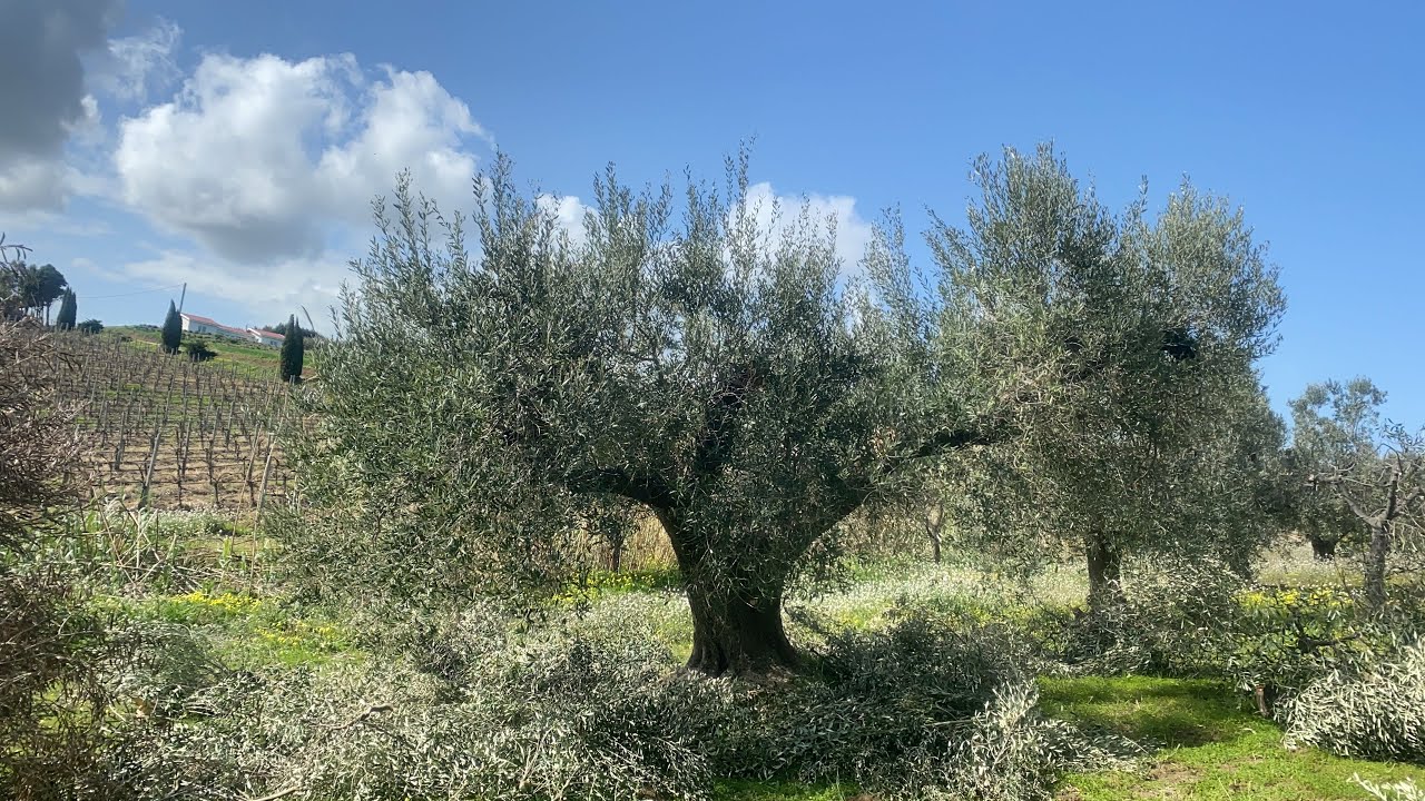 Potatura Olivo 8 - Sesto Amplio, varietà assurgente.