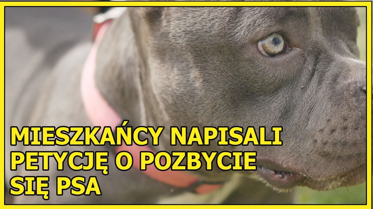 Lubin: Chcą usunięcia psa, kt&oacute;ry zagryzł innego