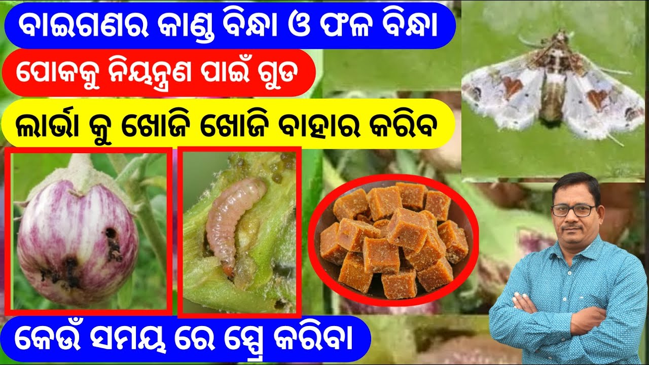 ବାଇଗଣ ର କାଣ୍ଡ ବିନ୍ଧା ଓ ଫଳ ବିନ୍ଧା ପୋକ କୁ ନିୟନ୍ତ୍ରଣ କରିବ ଗୁଡ Brinjal stem borer Control