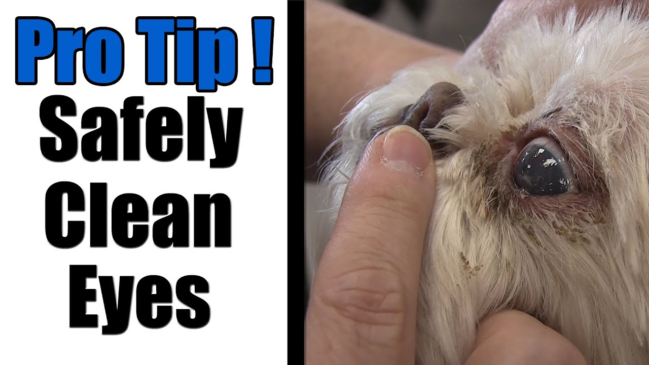 How To Clean Shih Tzu Eyes | Pro Grooming Tip !