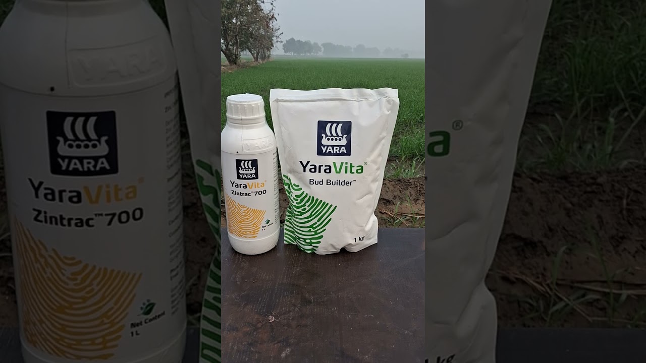 सुपर जोड़ीYaraZintrac700 जिंक39.5%Yara Bud Builder का गेहूं में करे छिड़काव गेहूं की उपज होगी कमाल  