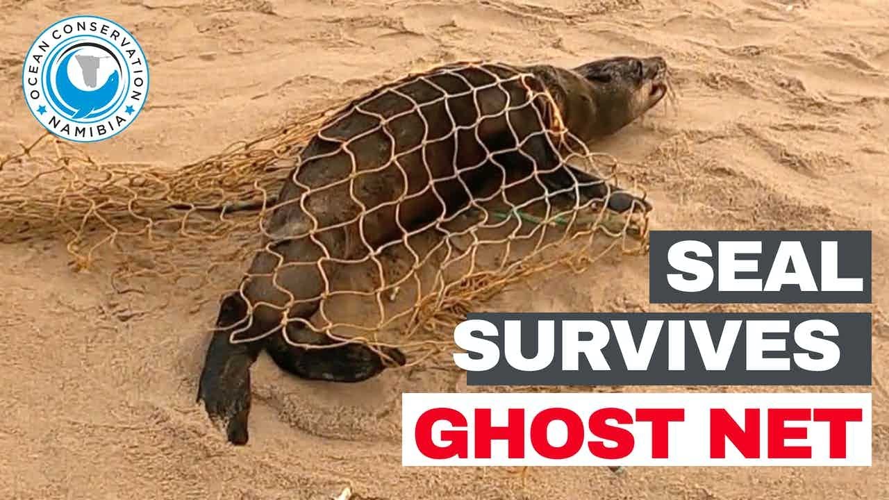 Seal Survives GHOST NET