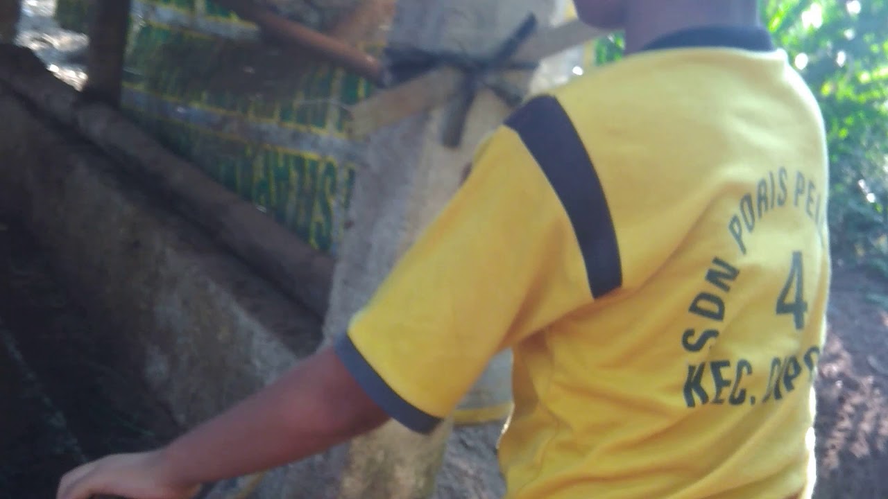 Sapi ganas