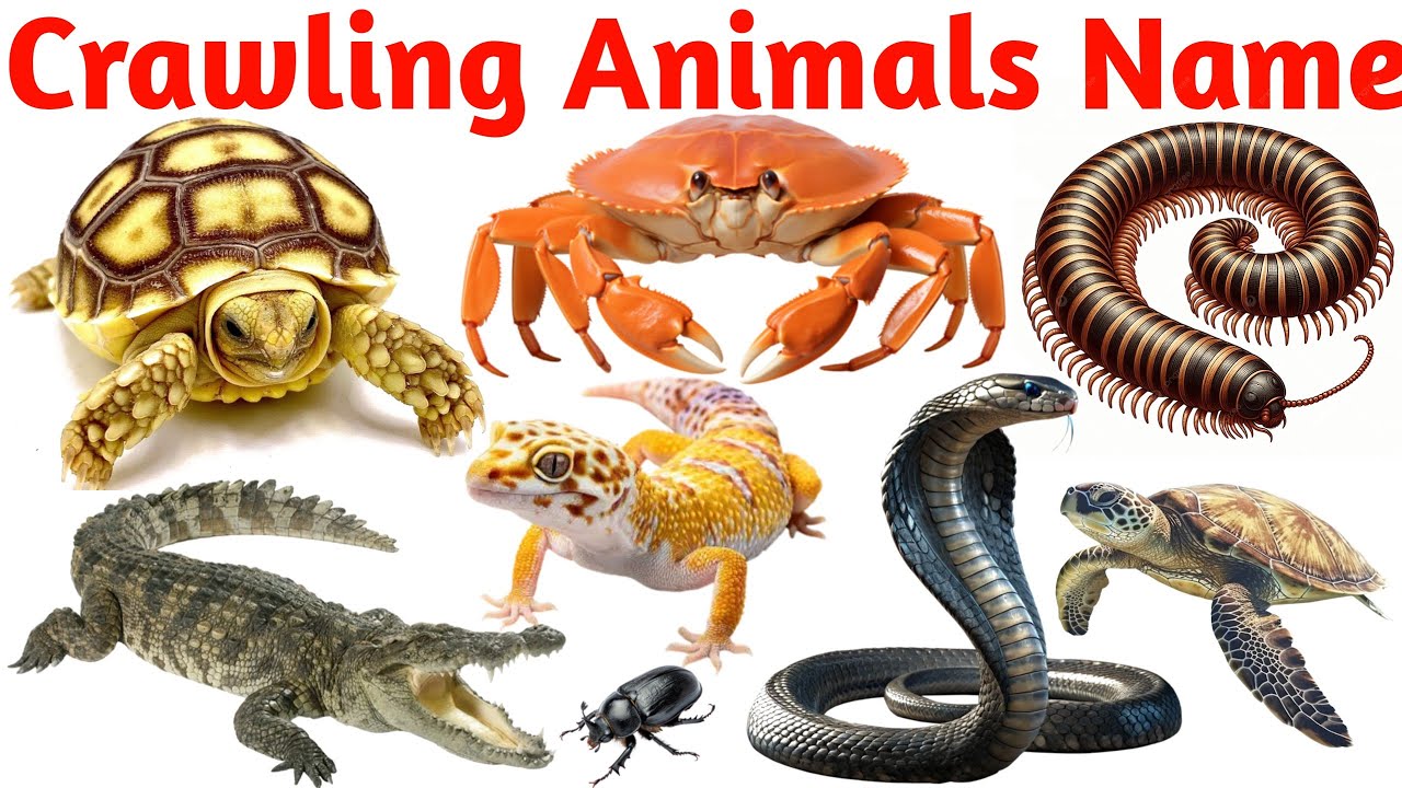 🐍🐢🐜🐊Crawling Animals Names in English | Reptiles, Insects, Creepy Crawlies & Ground Animals for Kids