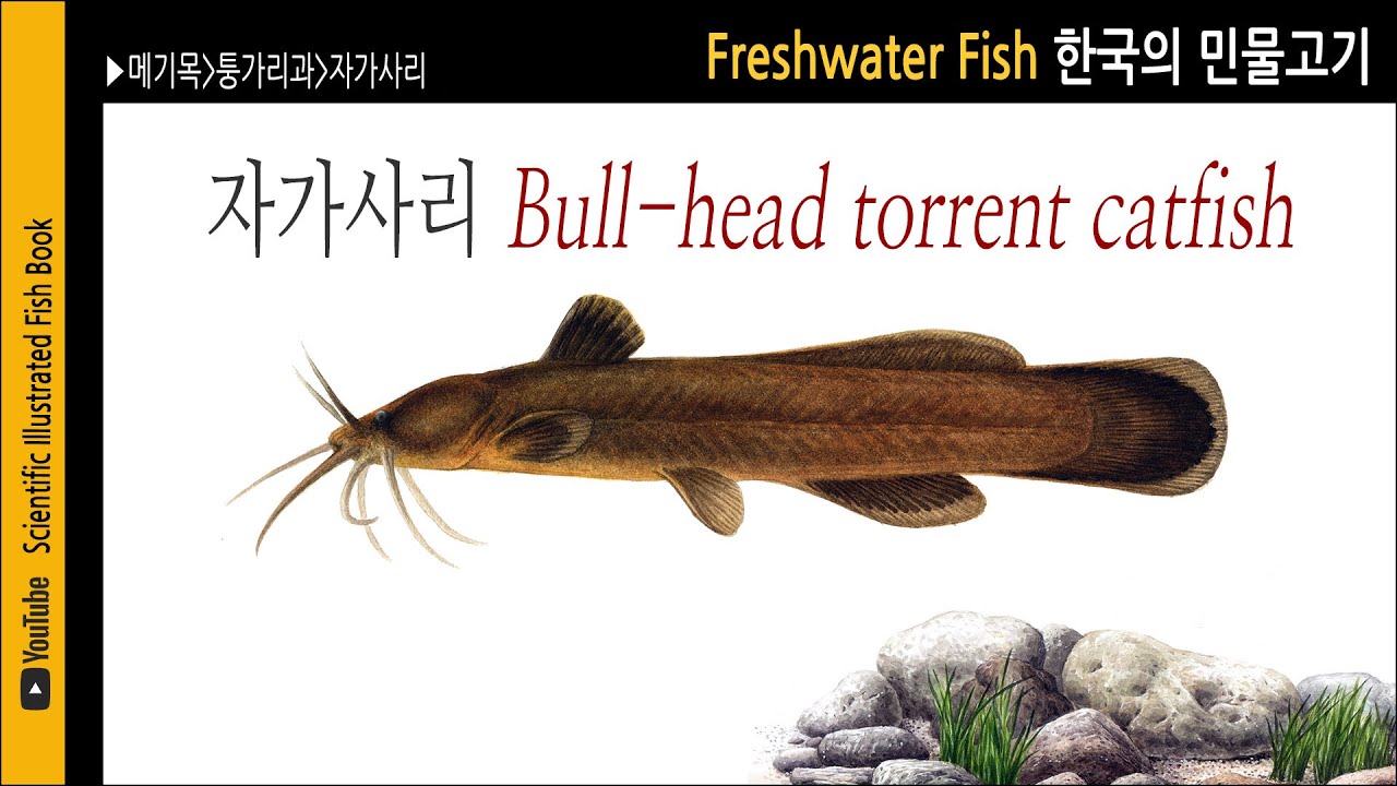 자가사리 | 민물고기도감