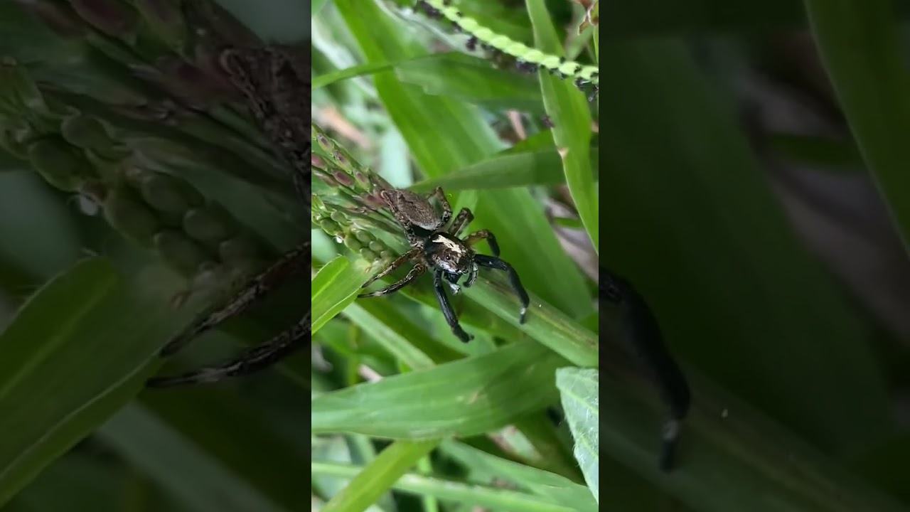 Vejam essa aranha saltadora que incrível, a velocidade que ela salta é impressionante 