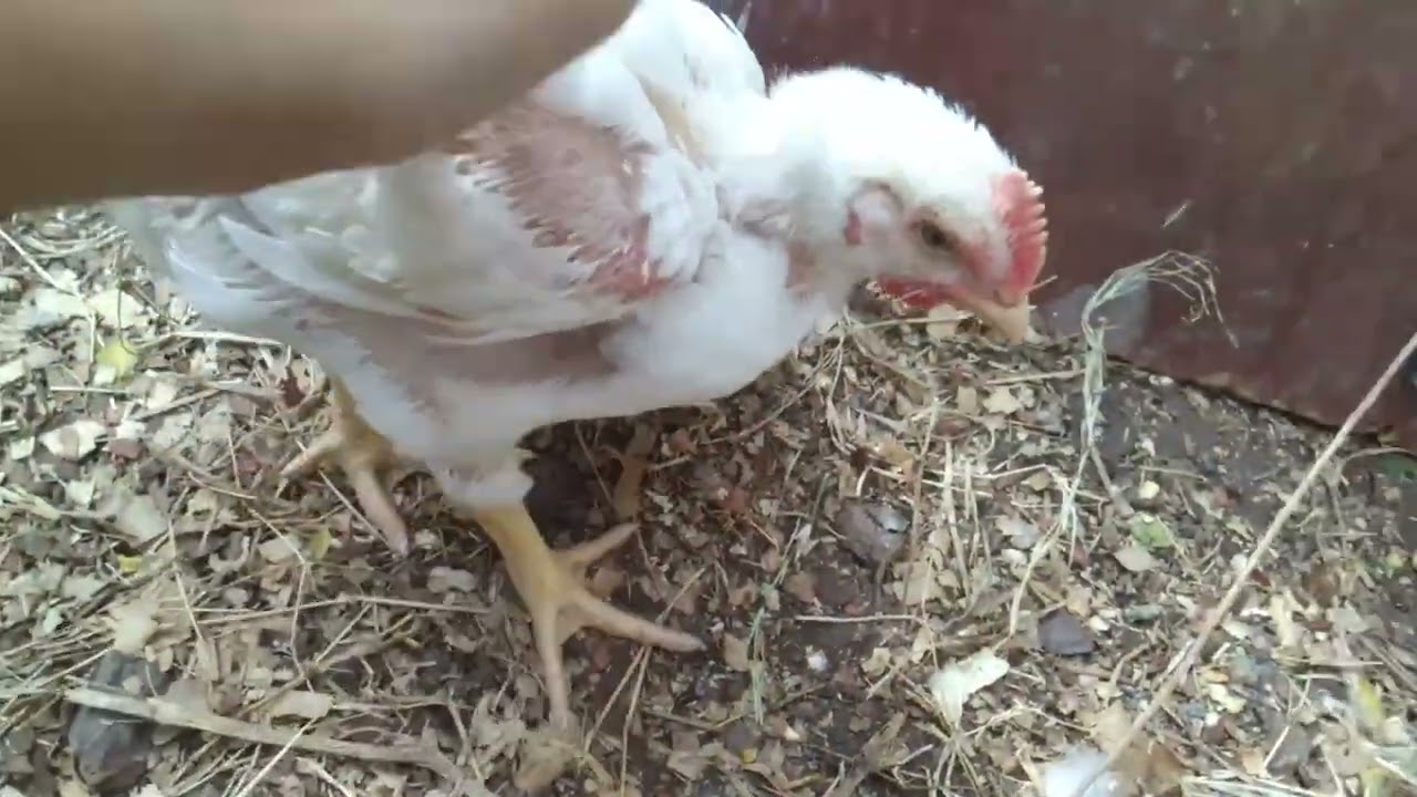 Un día en mi gallinero 😱#7 otro patooo